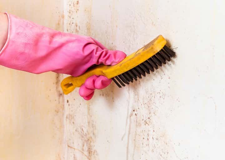 mold remediation Philadelphia Pennsylvania