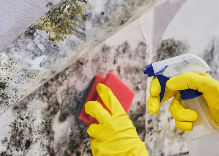 mold remediation Philadelphia PA