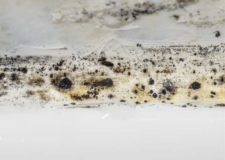 mold Philadelphia PA
