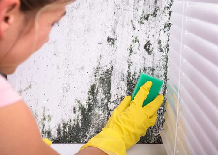 mold removal in Philadelphia PA
