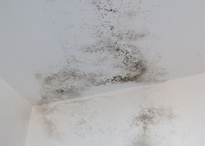 mold company Philadelphia PA