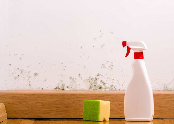 mold removal Philadelphia Pennsylvania