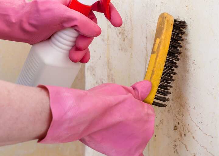 mold inspection Philadelphia PA