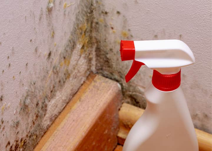 mold removal Philadelphia PA