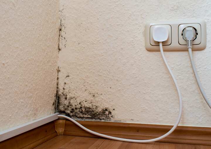 mold removal Philadelphia PA